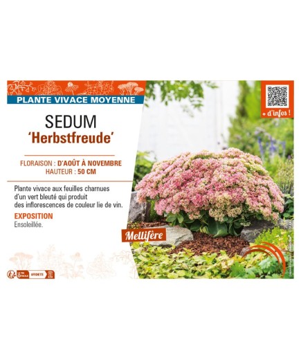 SEDUM Herbstfreude