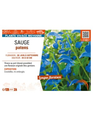 SAUGE PATENS