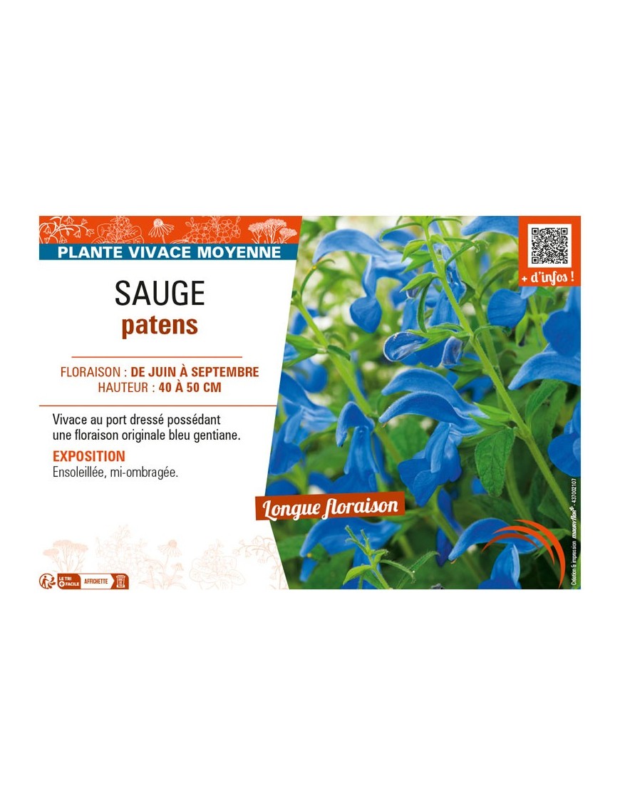 SAUGE PATENS