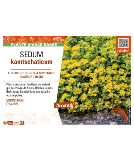 SEDUM kamtschaticum (jaune)