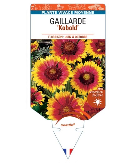 GAILLARDIA 'Kobold' (rouge et jaune)