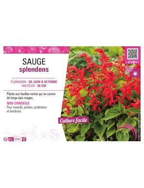 SAUGE SPLENDENS (variée)