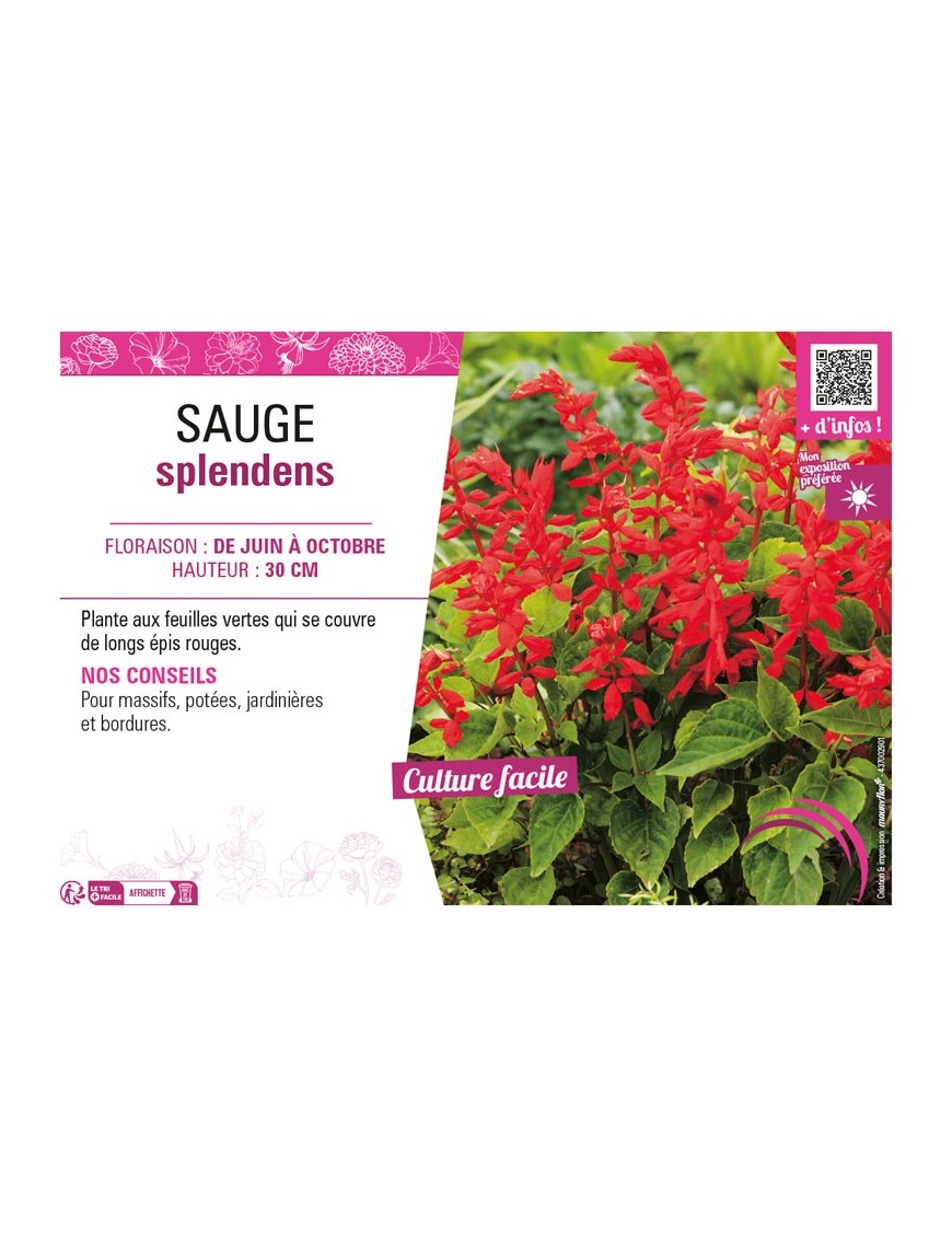 SAUGE SPLENDENS (variée)