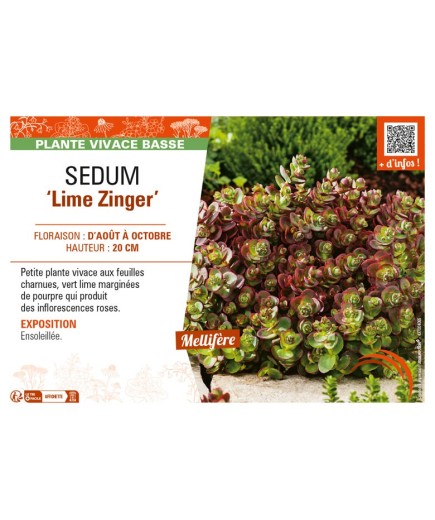 SEDUM Lime Zinger