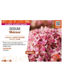SEDUM Matrona
