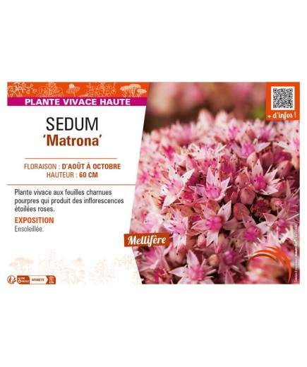 SEDUM Matrona