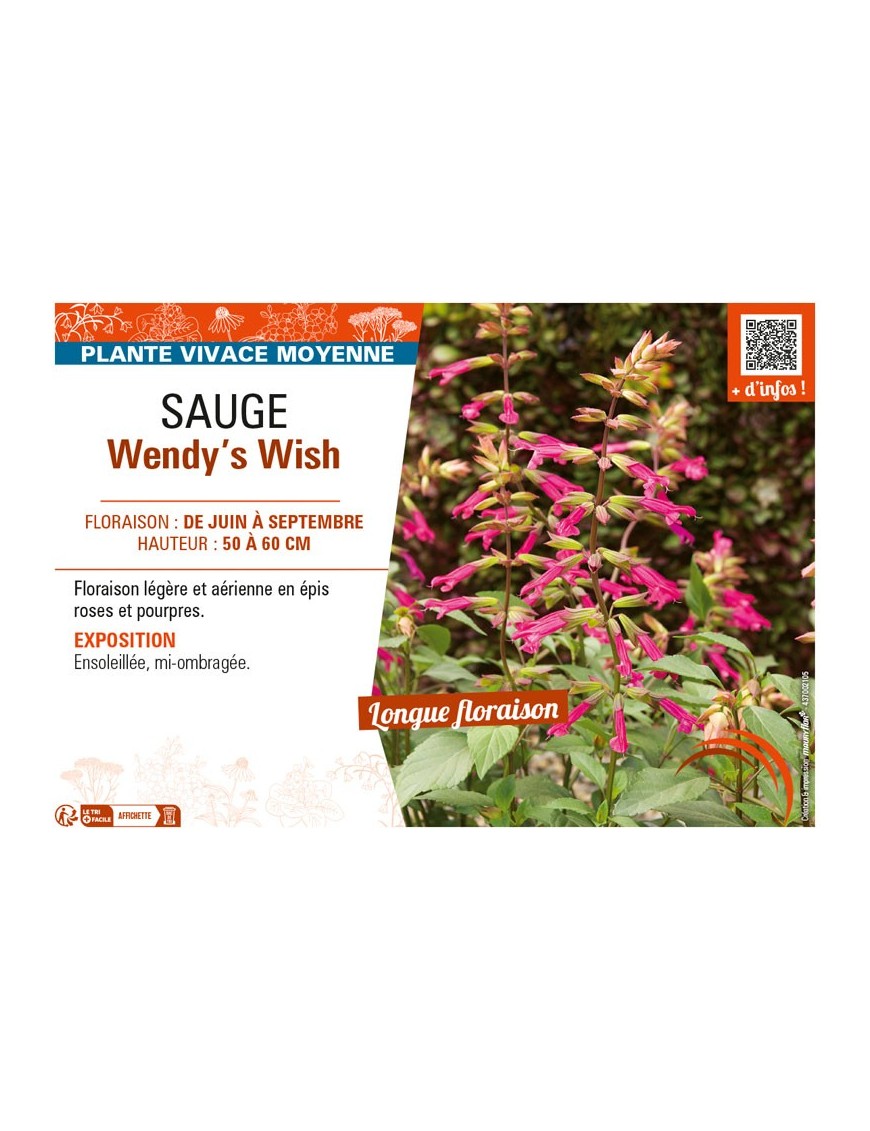 SAUGE WENDY'S WISH