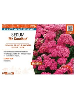 SEDUM Mr Goodbud