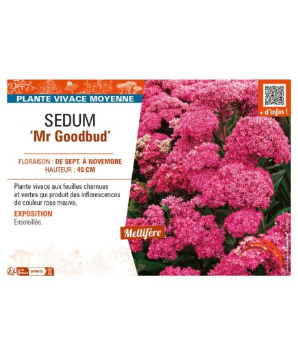 SEDUM Mr Goodbud