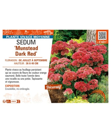 SEDUM (hybridum) Munstead Dark Red