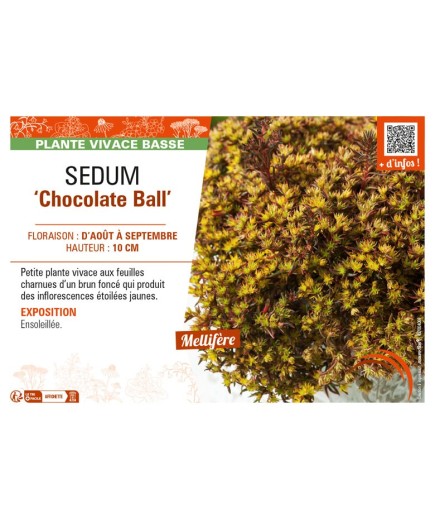 SEDUM (hybridum) Chocolate Ball