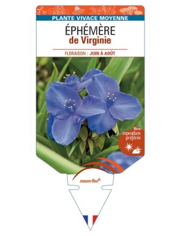ÉPHÉMÈRE de Virginie