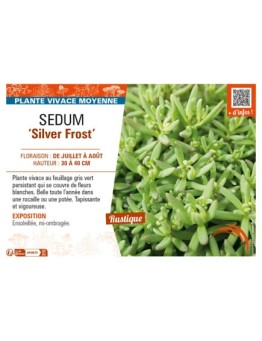 SEDUM (nevii) Silver Frost