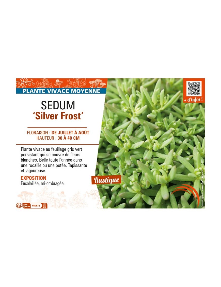 SEDUM (nevii) Silver Frost