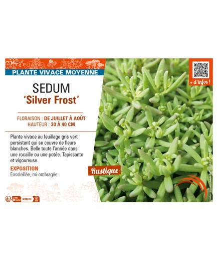 SEDUM (nevii) Silver Frost