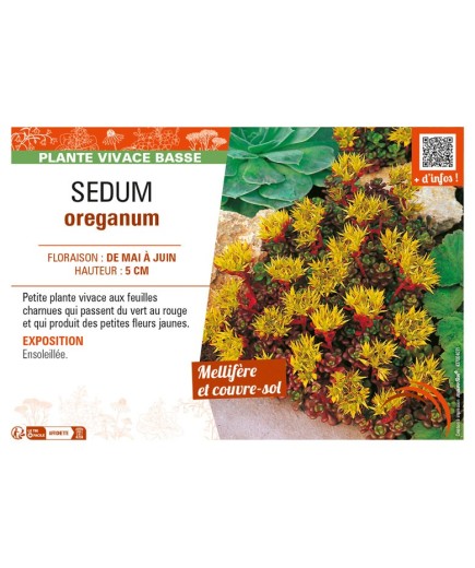 SEDUM oreganum