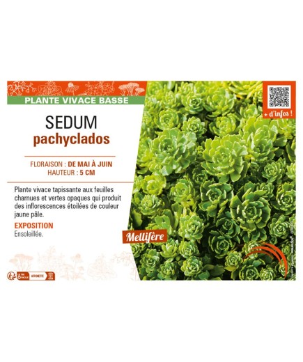 SEDUM pachyclados