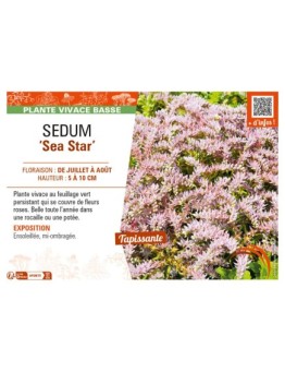 SEDUM (pulchellum) Sea Star