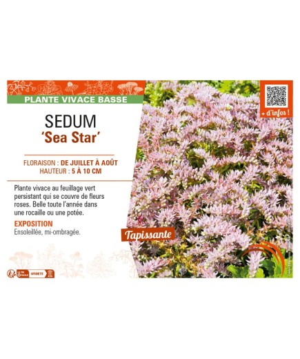 SEDUM (pulchellum) Sea Star