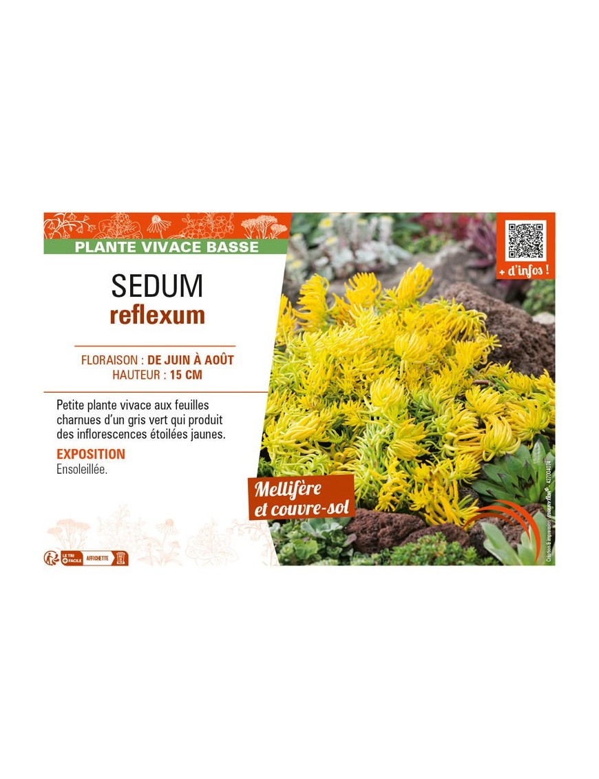 SEDUM reflexum