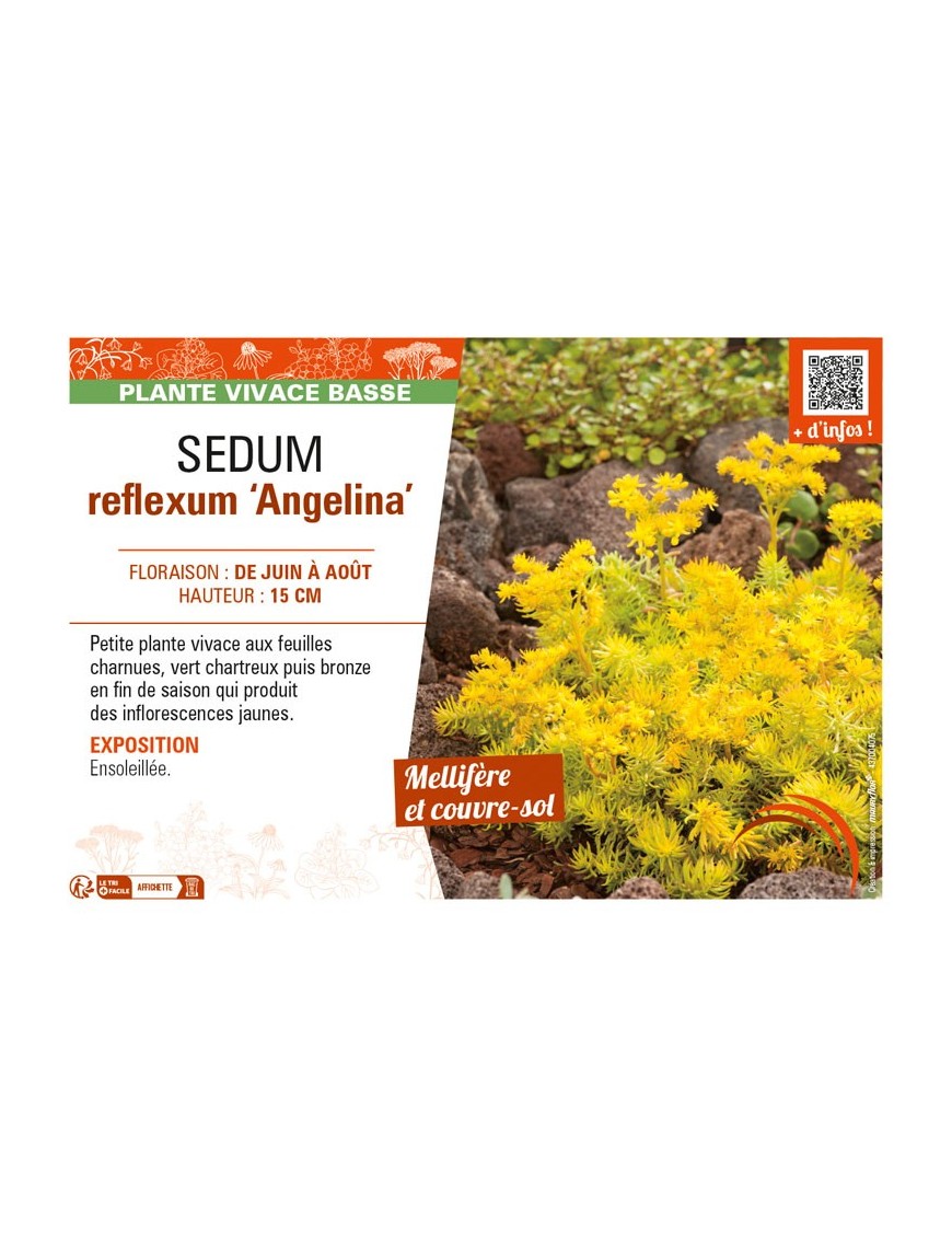 SEDUM reflexum Angelina