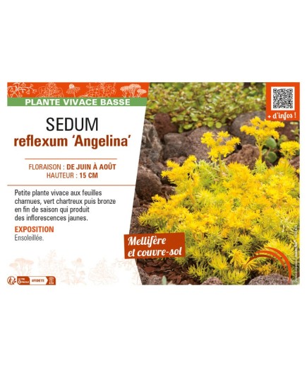 SEDUM reflexum Angelina