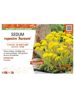 SEDUM reflexum Aureum