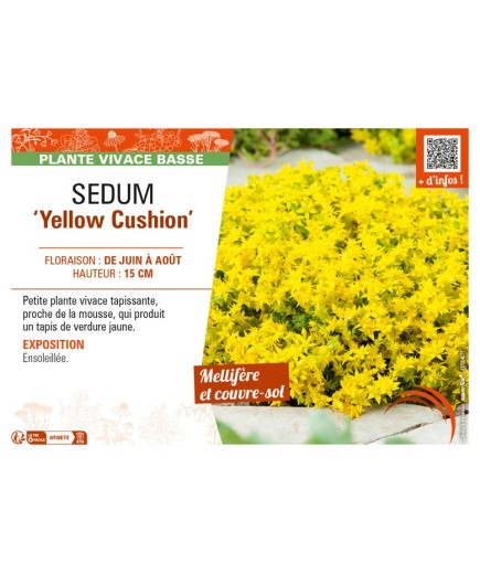 SEDUM (reflexum) Yellow Cushion