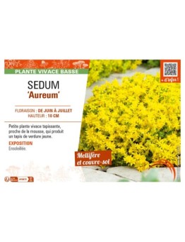 SEDUM (rupestre) Aureum
