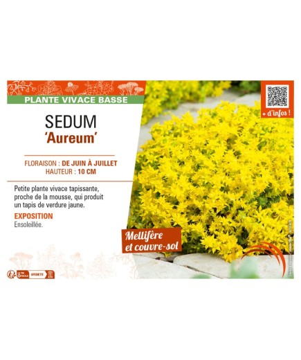 SEDUM (rupestre) Aureum