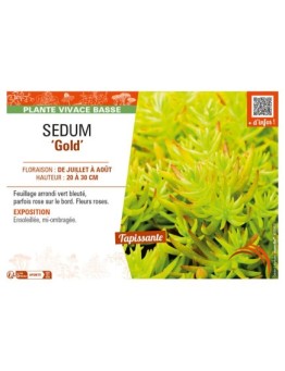 SEDUM (sediforme) Gold