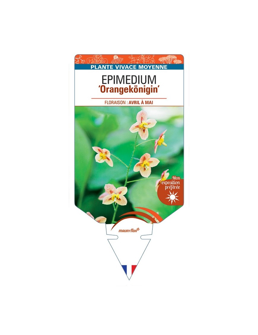 EPIMEDIUM (pubigerum) Orangekönigin