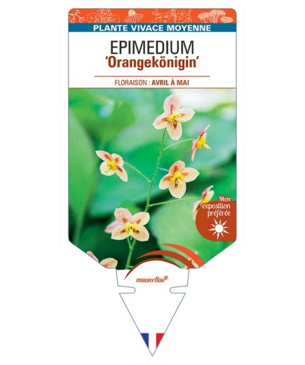 EPIMEDIUM (pubigerum) Orangekönigin
