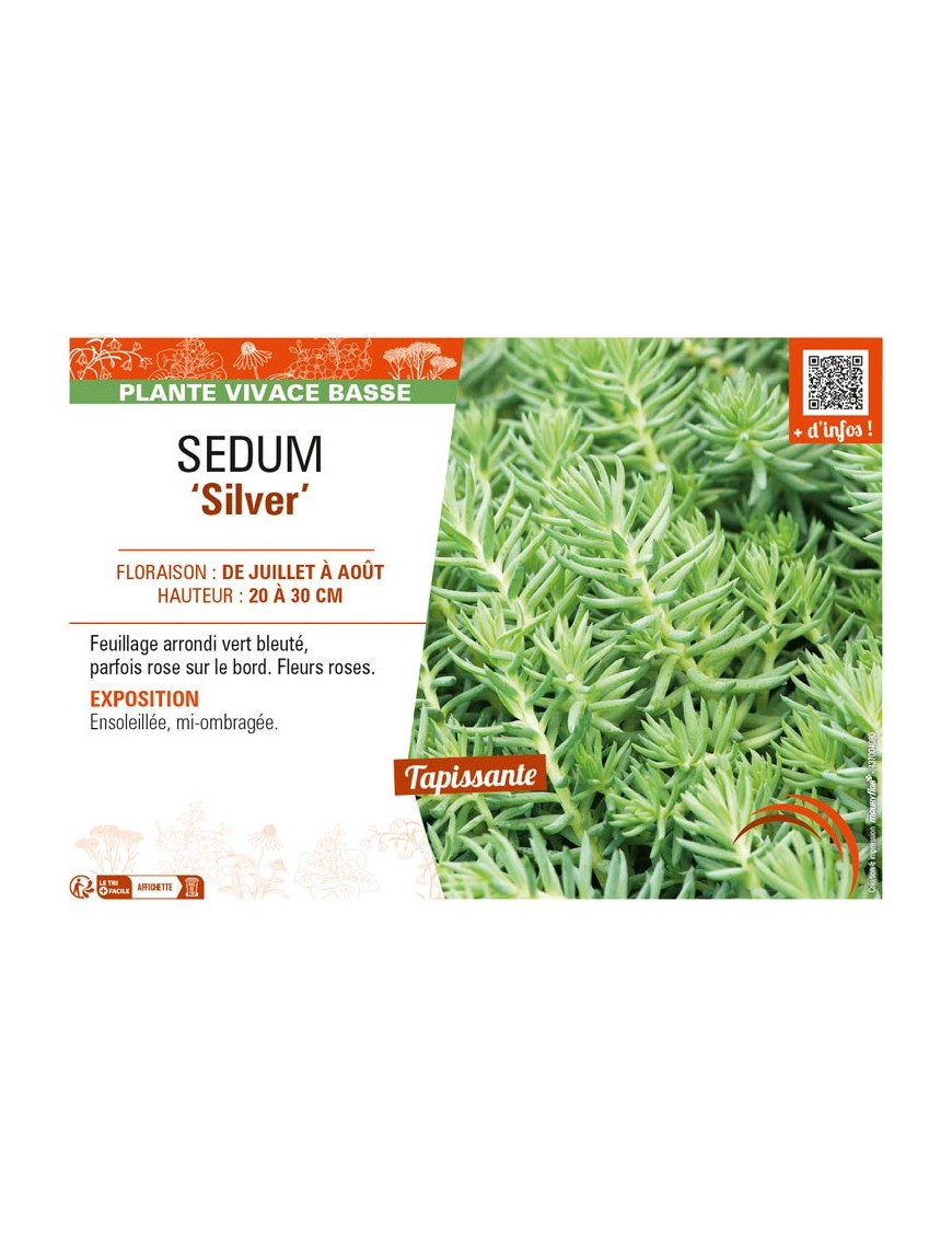 SEDUM (sediforme) Silver