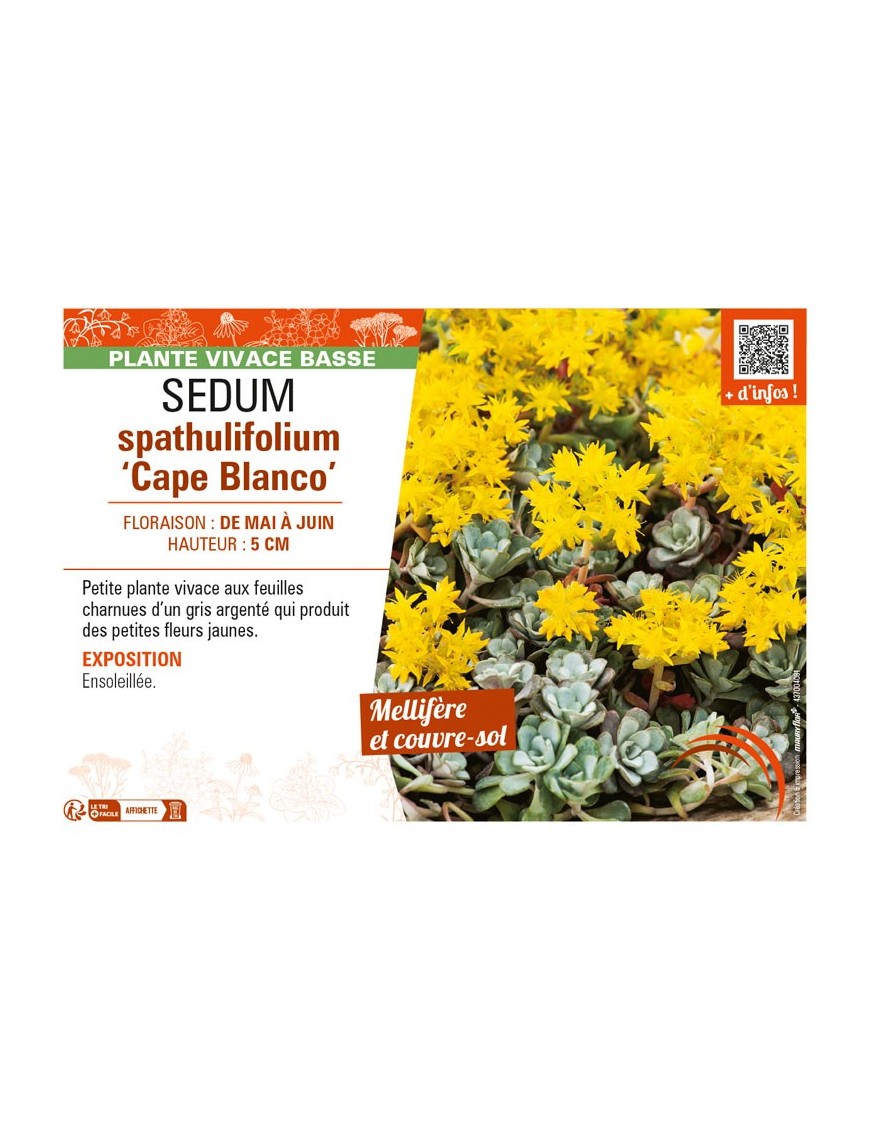 SEDUM spathulifolium Cape Blanco