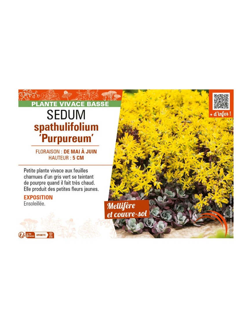 SEDUM spathulifolium Purpureum