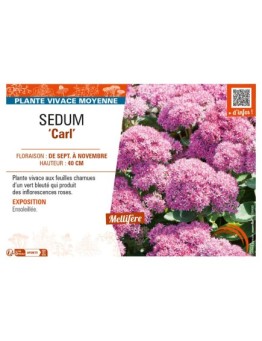 SEDUM (spectabile) Carl