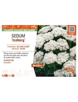 SEDUM (spectabile) Iceberg