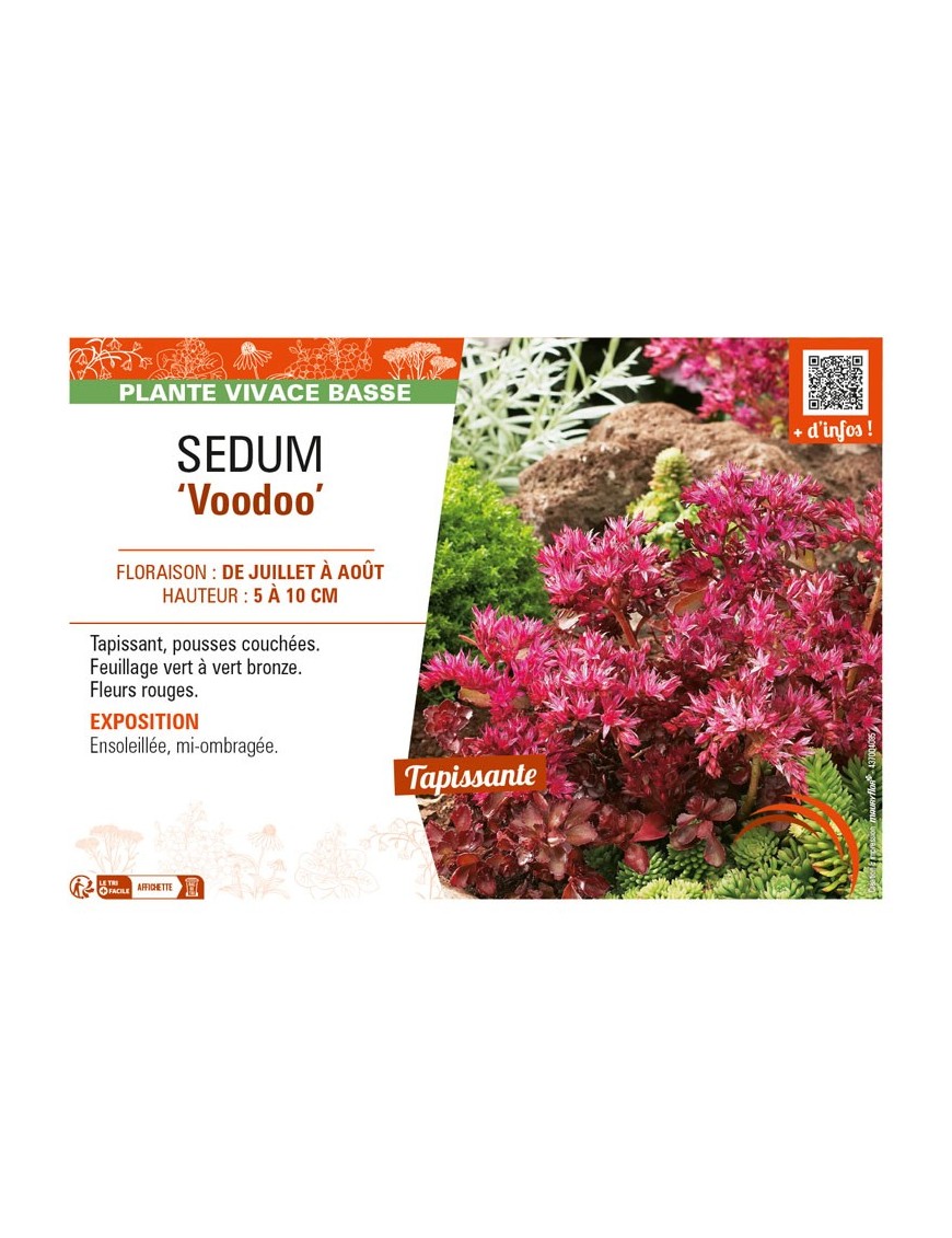 SEDUM (spurium) Voodoo