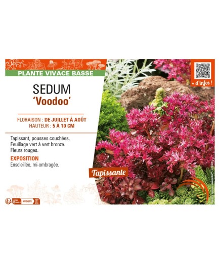 SEDUM (spurium) Voodoo