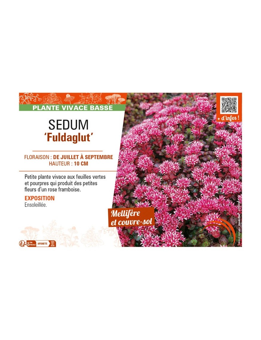 SEDUM (spurium) Fuldaglut