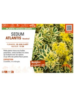 SEDUM (takesimense) ATLANTIS Nonsitnal