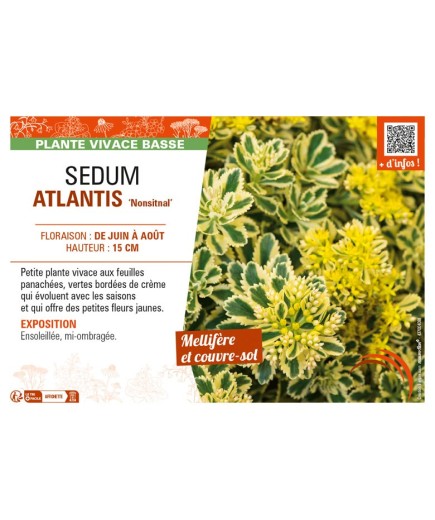 SEDUM (takesimense) ATLANTIS Nonsitnal