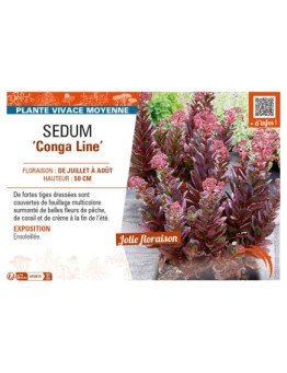 SEDUM (telephium) Conga Line