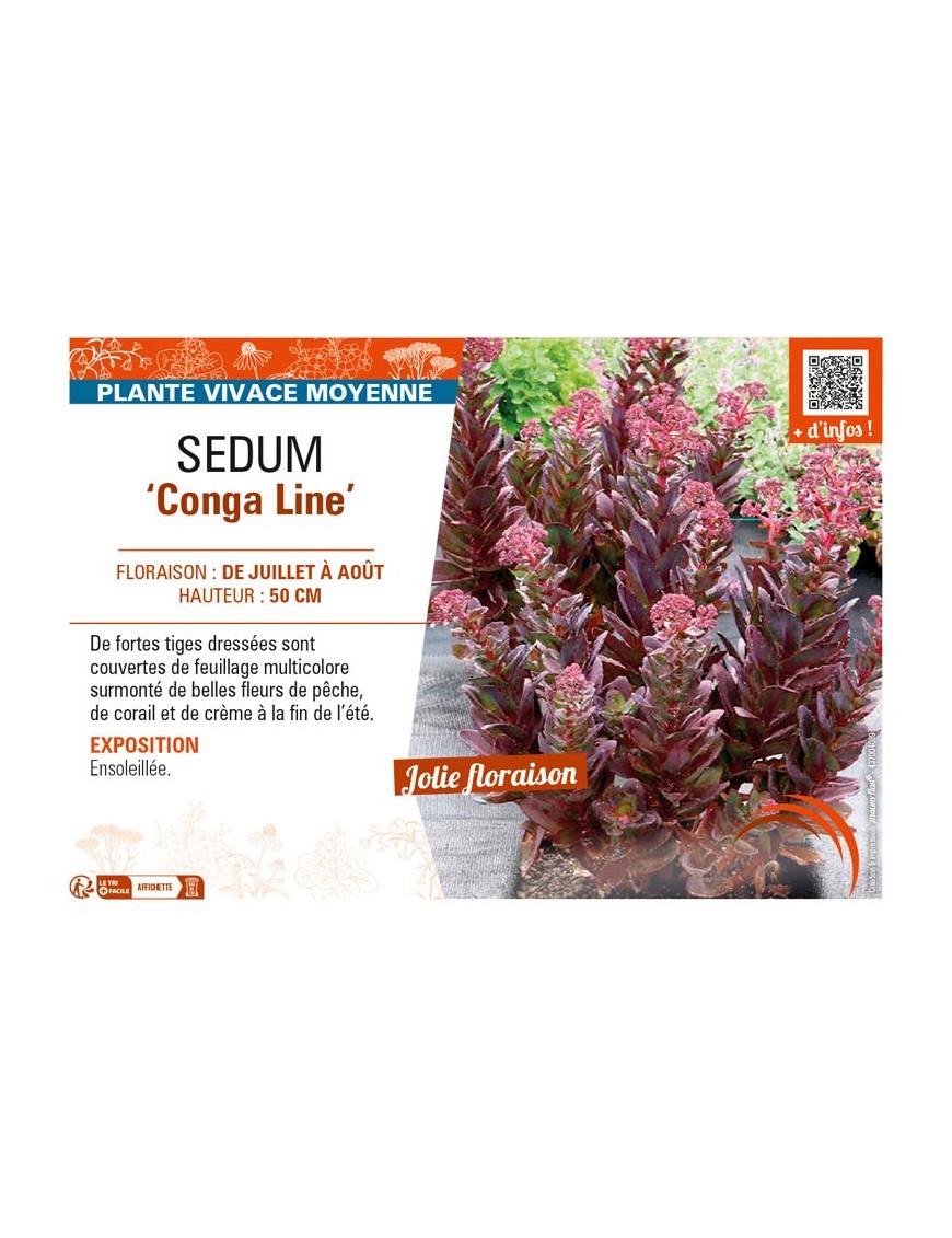 SEDUM (telephium) Conga Line