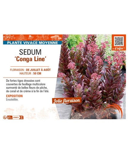 SEDUM (telephium) Conga Line