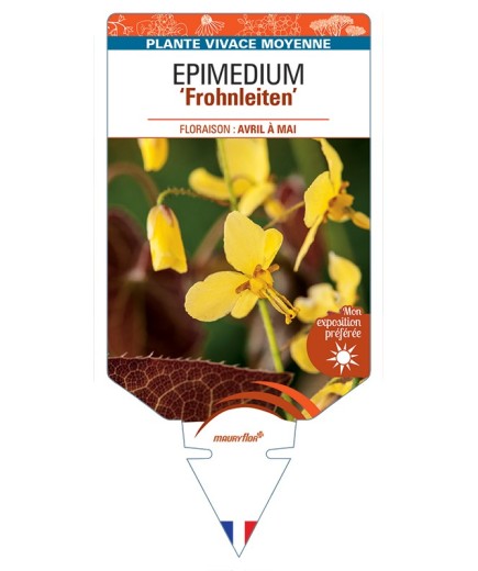 EPIMEDIUM (x perralchicum) Frohnleiten