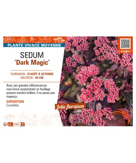 SEDUM (telephium) Dark Magic