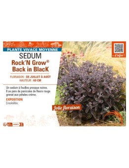 SEDUM (telephium) Rock‘N Grow® Back in Black