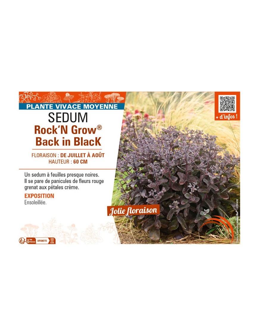 SEDUM (telephium) Rock‘N Grow® Back in Black